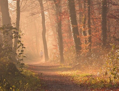 Attraktiver Herbst: Joggen oder Walken auf Münchens schönsten Strecken